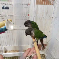 گرینچیک مولد جوان و مرغ عشق همراه جوجه