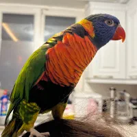 فروشگاه طوطیسانان(عروس هلندی برزیلی ملنگوشاه طوطی)|پرنده|تهران, پونک|دیوار