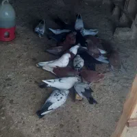 کفتر|پرنده|درب گنبد, |دیوار
