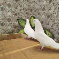 تهرانی نوک ریز|پرنده|شیروان (لرستان), |دیوار