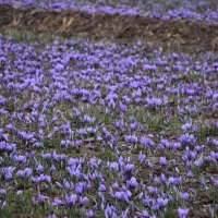 فروش گل زعفران مشهد در تهران (گل تازه زعفران)|خوردنی و آشامیدنی|تهران, میرداماد|دیوار