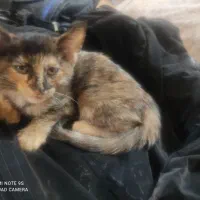 واگذاری گربه خانگی که جای دستشویی روهم یاد گرفته|گربه|مشهد, شهید قربانی|دیوار