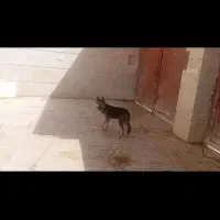 ژرمن میکس
