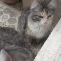 گربه