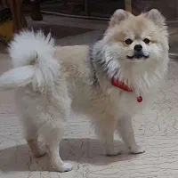 سگ پامرین|سگ|تهران, تهرانپارس غربی|دیوار