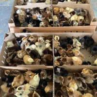 اردک یکروزه وصغیر جوجه محلی گلپایگان)رنگی/بلدرچین|حیوانات مزرعه|رشت, آزادگان|دیوار