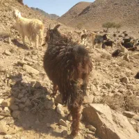 دو عدد بز جوان|حیوانات مزرعه|خواف, |دیوار