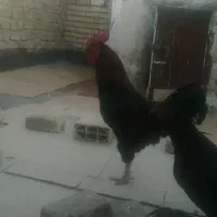 جوجه خروس لاری با یک خروس محلی بزرگ