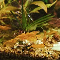 فروش خزه و میگو(شریمپ) نئو نارنجی