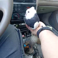 یه جفت طوقی پرشی دره شهر