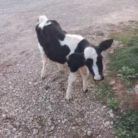 گوساله فروشی