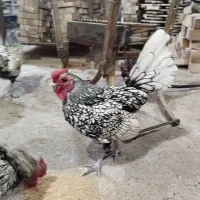 سیبرایت