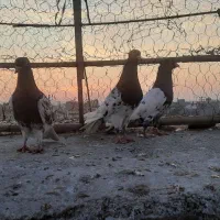 سبز دم سفید نروماده  و سه عدد کهله ای|پرنده|بهبهان, |دیوار