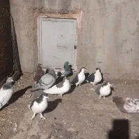 کبوتر پرشی|پرنده|عطاملک, |دیوار