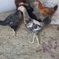 جوجه محلی