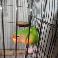 طوطی برزیلی کوتوله برزیلی|پرنده|صومعه‌سرا, |دیوار