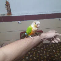 طوطی گرینچیک|پرنده|جیرفت, |دیوار