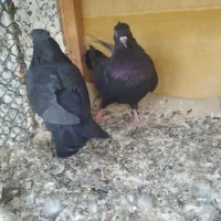 کبوتر بوشهری|پرنده|بوشهر, |دیوار