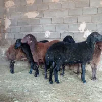 بره ماده همو