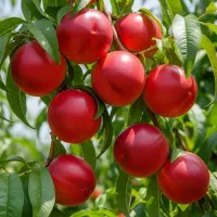 فروش ویژه نهال شلیل ردگل بازار فروش وپسند بالا