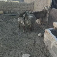سه عدد بره نر|حیوانات مزرعه|تربت جام, جامرود|دیوار