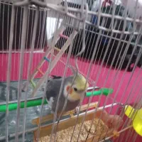 عروس هلندی نر