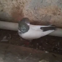 کفتر کله دم