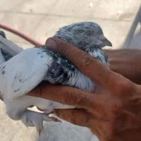 کبوتر پرشی