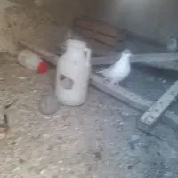 کبوتر‌پرشی‌جفتی نرماده چب‌کبود‌ماد‌دورشت ب|پرنده|قزوین, |دیوار