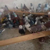 کبوتر فروشی