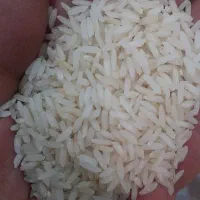 برنج کشت دو امرالههی
