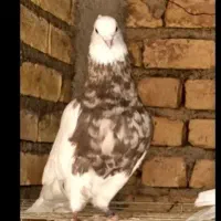 گروه علی اصفهان داخل روبیکا