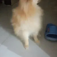 سگ پامر اشپیز اصیل|سگ|مرودشت, بیست متری بیمارستان|دیوار