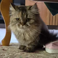 گربه