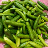 فروش و پخش عمده خیار شور محلی|خوردنی و آشامیدنی|تهران, تهران‌نو|دیوار