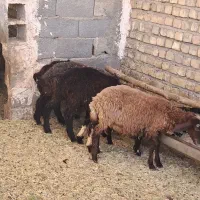 بره ریز