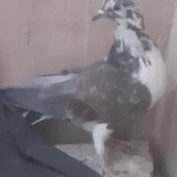 کفتر/کبوتر|پرنده|خمینی‌شهر, |دیوار