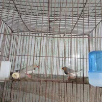 فنچ نر|پرنده|لاهیجان, کوی زمانی|دیوار