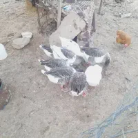 فروش غاز سالم و چاق ۸ عدد|حیوانات مزرعه|آبدانان, |دیوار