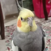 عروس هلندی گم شده