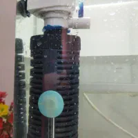 آکواریوم|ماهی|زاهدان, |دیوار