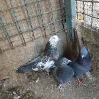 کبوتر|پرنده|هشتگرد, تهران دشت|دیوار