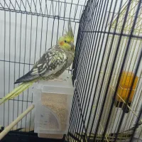 عروس هلندی مولد با تخم