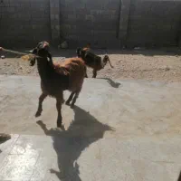 حیوانات مزرعه