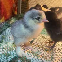 جوجه برهما لهستانی ایام سمانی ویاندوت مرغ وخروس