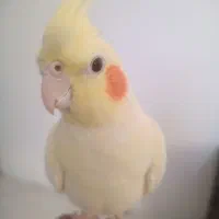 عروس هلندی نر جوان خونگی|پرنده|مشهد, کوثر|دیوار