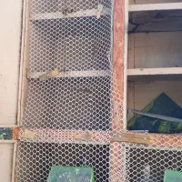 جفتگاه ۱۲تایی فلزی|لوازم جانبی حیوانات|رفسنجان, |دیوار