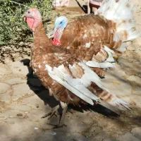 بوقلمون بوربن فروشی|حیوانات مزرعه|قلعه شاهین, |دیوار