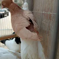 زرد دم ‌سفید .طوقی کارتنی|پرنده|مشهد, عبادی|دیوار