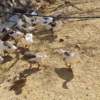 فروش غاز